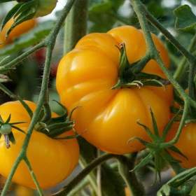 Fotka k inzerátu Rajče Yellowstone -  semena / 16967795