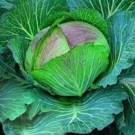 Fotka k inzerátu Zelí hlávkové Pourovo polopozdní -  semena / 16967795