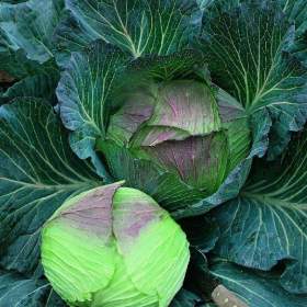 Fotka k inzerátu Zelí hlávkové Pourovo pozdní -  semena / 16967795