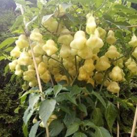 Fotka k inzerátu Chilli Aji white fantasy -  Bílá fantazie -  semena / 16967795