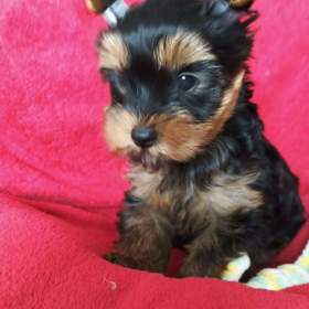 Fotka k inzerátu PRODEJ ŠTĚŇÁTKA / 19663100