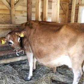 Foto inzerátu Prodám krávu Jersey 