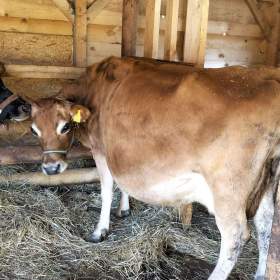 Foto inzerátu Prodám krávu Jersey 