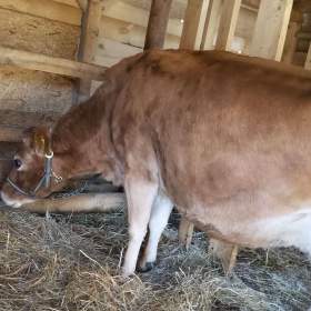 Foto inzerátu Prodám krávu Jersey 