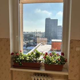 Mytí oken a žaluzií  / 19666243