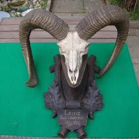 Fotka k inzerátu Starožitná Mufloní trofej Muflon 1912 medailové rozměry top / 19665015