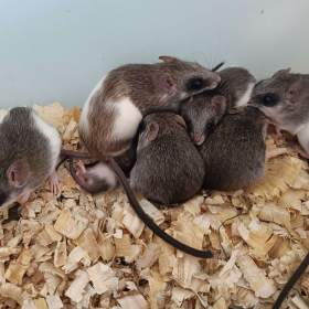 Fotka k inzerátu Krysa akáciová / 18142239