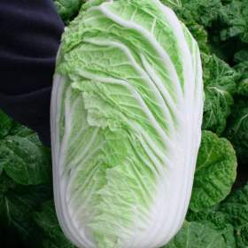Foto inzerátu Zelí pekingské Concord F1 - semena