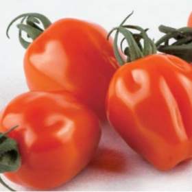 Foto inzerátu Rajče Appleberry F1 ORANGE - semena