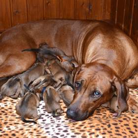 Foto inzerátu Rhodeský Ridgeback - vymazlená štěňátka s PP