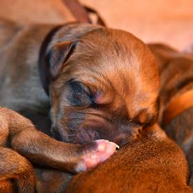 Foto inzerátu Rhodeský Ridgeback - vymazlená štěňátka s PP