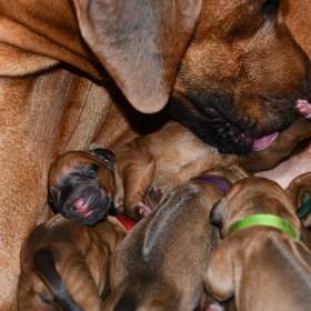 Foto inzerátu Rhodeský Ridgeback - vymazlená štěňátka s PP