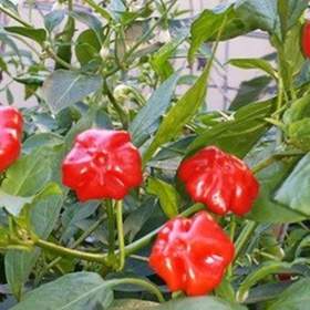 Foto inzerátu Chilli Brazilian Starfish - semena