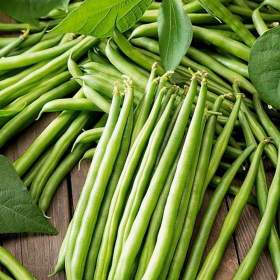 Fotka k inzerátu Fazol keříčkový Arkana na lusky -  semena / 19666031