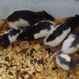 Fotka k inzerátu Potkani -  prodám mláďata potkanů / 18142239