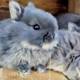 Foto inzerátu Zakrslý bilopesíkatý králiček