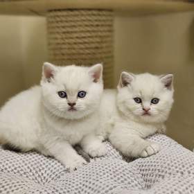 Fotka k inzerátu Britská colourpoint koťátka s PP / 19614003