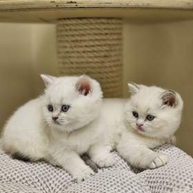 Foto inzerátu Britská colourpoint koťátka s PP