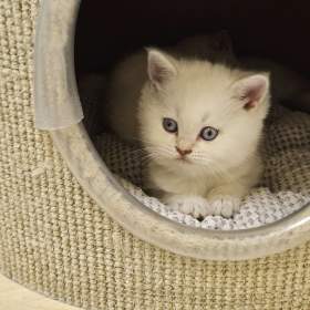 Foto inzerátu Britská colourpoint koťátka s PP