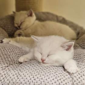 Foto inzerátu Britská colourpoint koťátka s PP