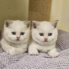 Foto inzerátu Britská colourpoint koťátka s PP