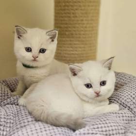 Foto inzerátu Britská colourpoint koťátka s PP