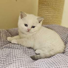 Foto inzerátu Britská colourpoint koťátka s PP