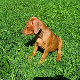 Foto inzerátu Německý pinč - prodám štěňata s PP