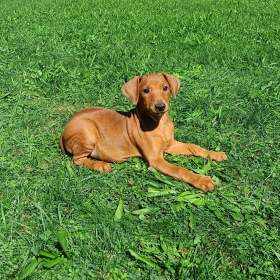 Foto inzerátu Německý pinč - prodám štěňata s PP