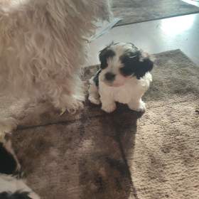 HAVANSKÝ PSÍK- ŠTĚNATA / 19668697