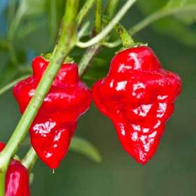 Foto inzerátu Chilli Habanero Tasmanian Red - semena