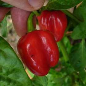 Chilli Habanero Tobago seasoning - semena / 19668839