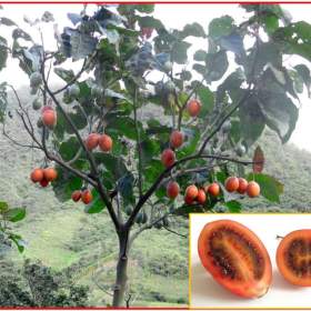 Fotka k inzerátu Cyphomandra betacea -  Lilek rajčenka -  semena / 19126755