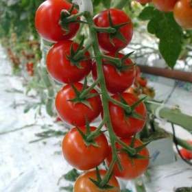 Fotka k inzerátu Rajče Spencer -  semena / 19126755