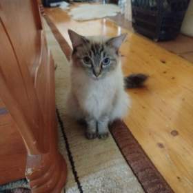 Fotka k inzerátu Ragdoll / 19614003