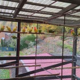 Foto inzerátu Agapornis