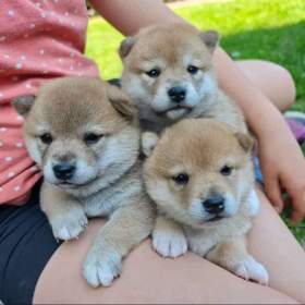 Fotka k inzerátu Štěňata Shiba- Inu s PP FCI -  odběr na Vánoce / 19312835
