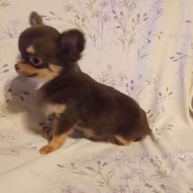 Fotka k inzerátu Čivava  / 19312835