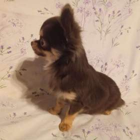 Foto inzerátu Čivava 