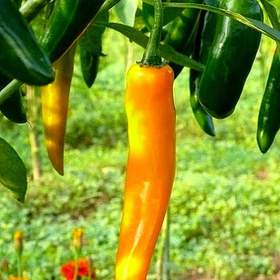 Foto inzerátu Chilli Cayenne orange - Kajenský oranžový - semena