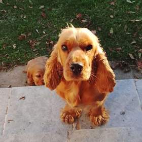 Foto inzerátu Anglický kokršpaněl - pes a fenka