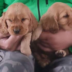 Foto inzerátu Anglický kokršpaněl - pes a fenka