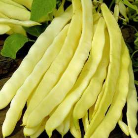 Fotka k inzerátu Fazol keříčkový Maxigold na lusky -  semena / 19668878