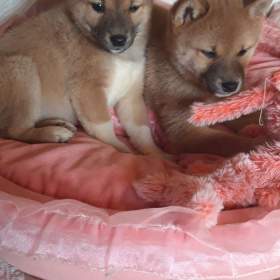 Fotka k inzerátu Schiba Inu  / 19668600