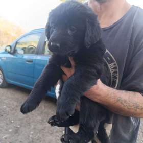 Fotka k inzerátu Fenka štěňátko labradorských retrívrů  / 17833989