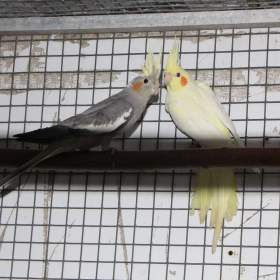 Fotka k inzerátu Prodám letošní odchovy / 18158702