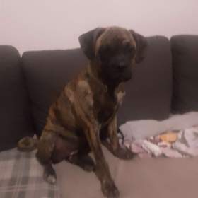 Foto inzerátu Prodám