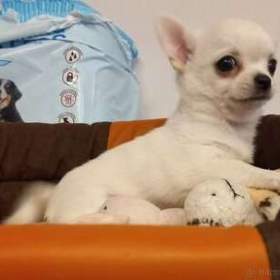 Fotka k inzerátu Koupím:  štěně čivavi, / 19669939