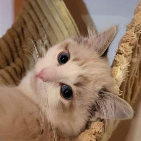 Foto inzerátu Ragdoll koťata s PP