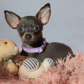 Fotka k inzerátu Ruský toy hladkosrstý s pp FCI  / 19669939